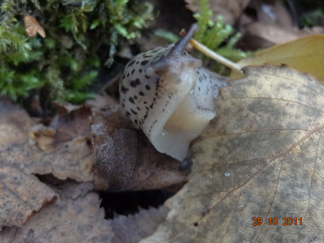 Limax maximus dal Belgio